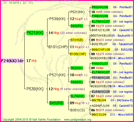 Pedigree of P24(KK)1dr :
four generations presented
it's temporarily unavailable, sorry!