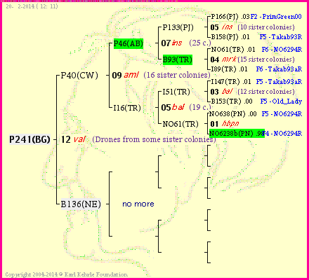 Pedigree of P241(BG) :
four generations presented