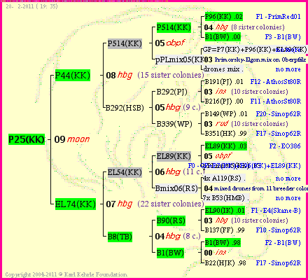 Pedigree of P25(KK) :
four generations presented