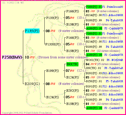 Pedigree of P258(BMV) :
four generations presented