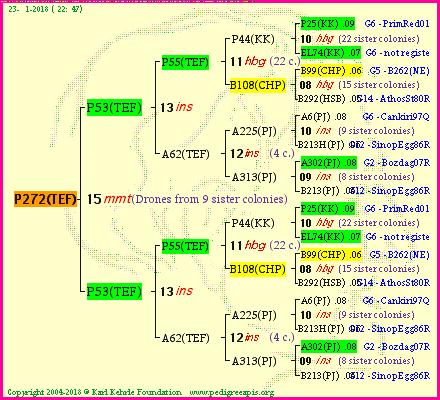 Pedigree of P272(TEF) :
four generations presented