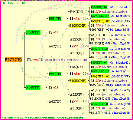 Pedigree of P272(TF) :
four generations presented