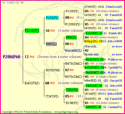 Pedigree of P286(PM) :
four generations presented