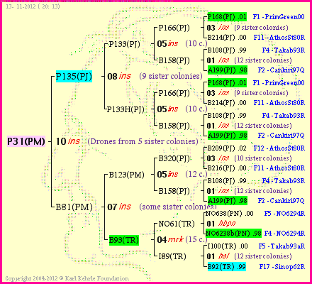 Pedigree of P31(PM) :
four generations presented