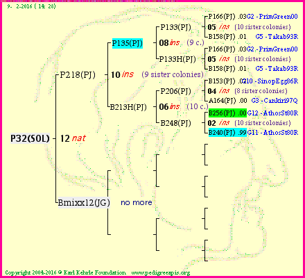 Pedigree of P32(SOL) :
four generations presented