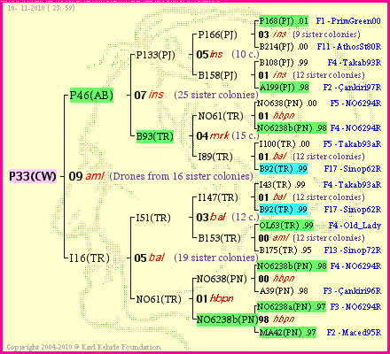 Pedigree of P33(CW) :
four generations presented