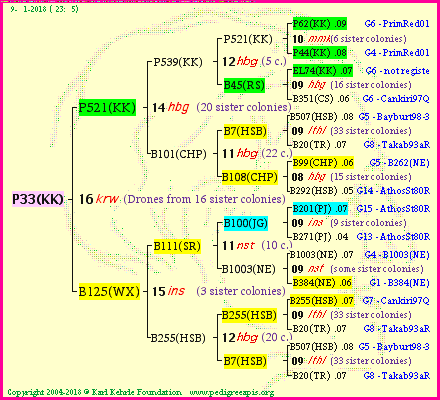 Pedigree of P33(KK) :
four generations presented