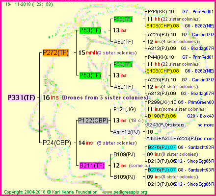 Pedigree of P331(TF) :
four generations presented<br />it's temporarily unavailable, sorry!