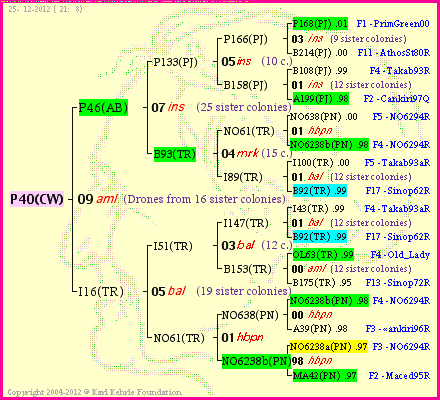 Pedigree of P40(CW) :
four generations presented