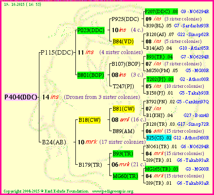 Pedigree of P404(DDC) :
four generations presented