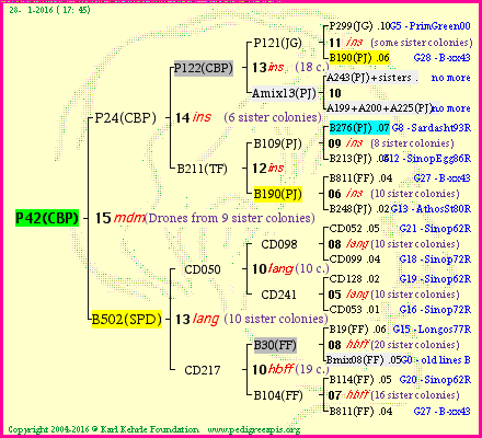 Pedigree of P42(CBP) :
four generations presented