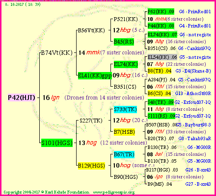 Pedigree of P42(HJT) :
four generations presented<br />it's temporarily unavailable, sorry!