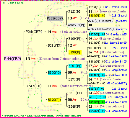 Pedigree of P44(CBP) :
four generations presented