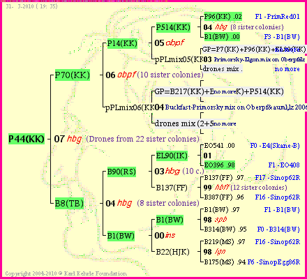 Pedigree of P44(KK) :
four generations presented