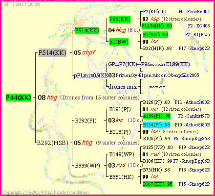 Pedigree of P44(KK) :
four generations presented