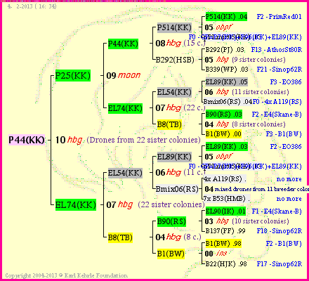 Pedigree of P44(KK) :
four generations presented