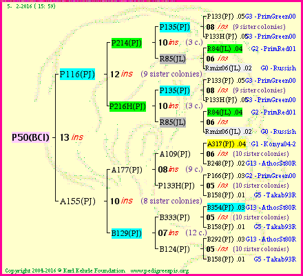 Pedigree of P50(BCI) :
four generations presented