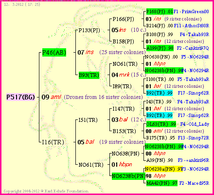 Pedigree of P517(BG) :
four generations presented