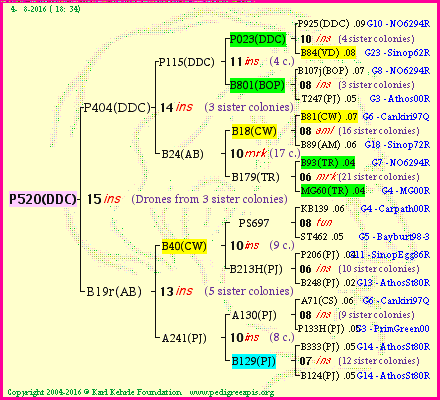 Pedigree of P520(DDC) :
four generations presented