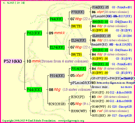 Pedigree of P521(KK) :
four generations presented