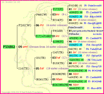 Pedigree of P53(BG) :
four generations presented