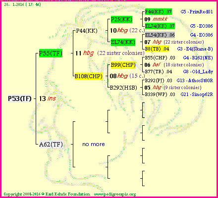 Pedigree of P53(TF) :
four generations presented