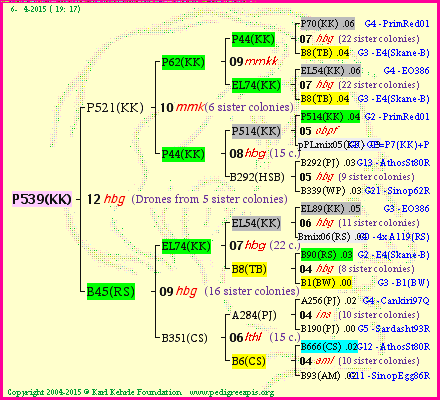 Pedigree of P539(KK) :
four generations presented