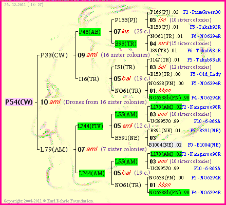 Pedigree of P54(CW) :
four generations presented