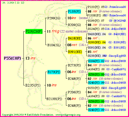 Pedigree of P55(CHP) :
four generations presented