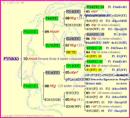 Pedigree of P55(KK) :
four generations presented