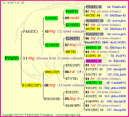 Pedigree of P55(TF) :
four generations presented