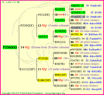 Pedigree of P556(KK) :
four generations presented