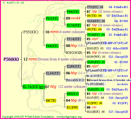 Pedigree of P56(KK) :
four generations presented