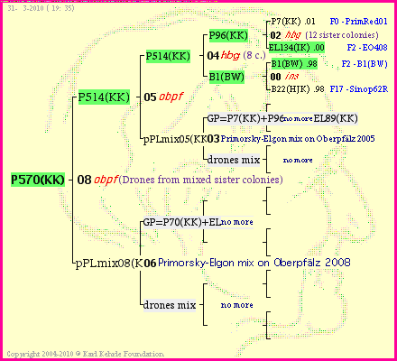 Pedigree of P570(KK) :
four generations presented