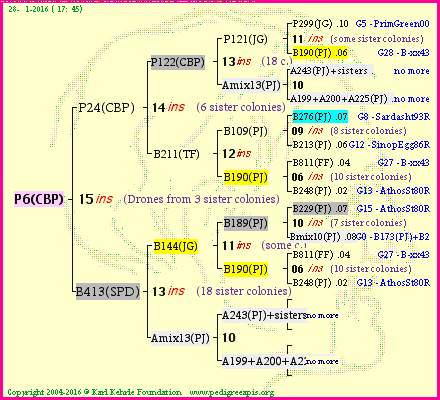 Pedigree of P6(CBP) :
four generations presented