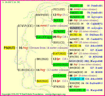 Pedigree of P6(HJT) :
four generations presented<br />it's temporarily unavailable, sorry!