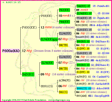 Pedigree of P600a(KK) :
four generations presented