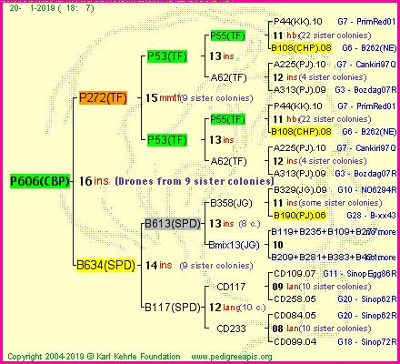 Pedigree of P606(CBP) :
four generations presented<br />it's temporarily unavailable, sorry!