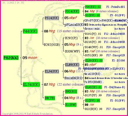 Pedigree of P62(KK) :
four generations presented