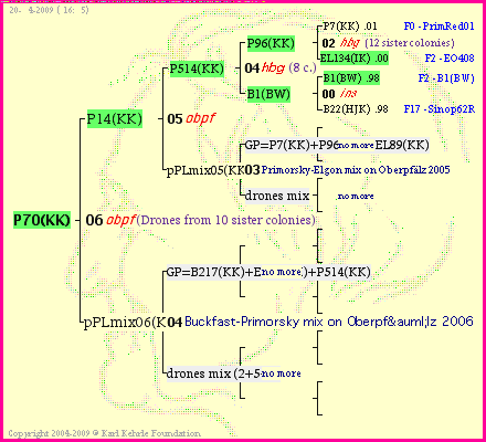 Pedigree of P70(KK) :
four generations presented