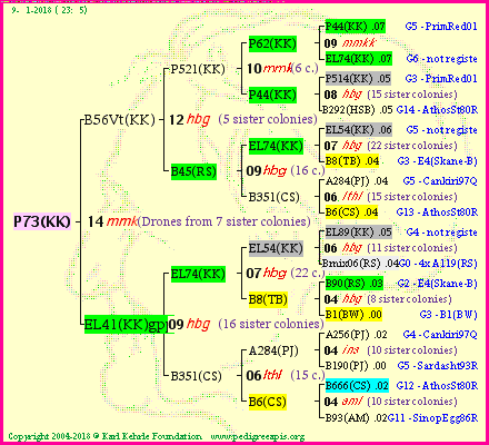 Pedigree of P73(KK) :
four generations presented