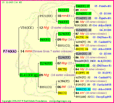 Pedigree of P74(KK) :
four generations presented