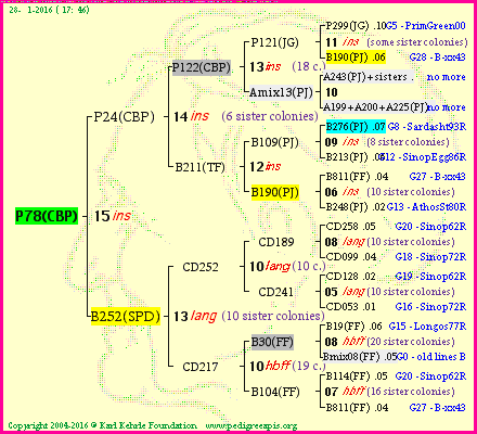 Pedigree of P78(CBP) :
four generations presented