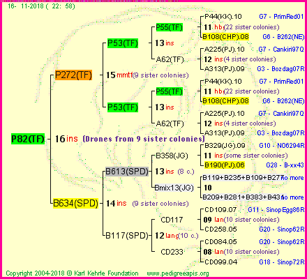 Pedigree of P82(TF) :
four generations presented<br />it's temporarily unavailable, sorry!