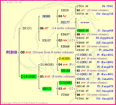 Pedigree of PC810 :
four generations presented