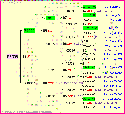 Pedigree of PS503 :
four generations presented