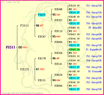 Pedigree of PS511 :
four generations presented