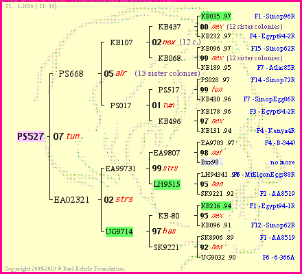 Pedigree of PS527 :
four generations presented