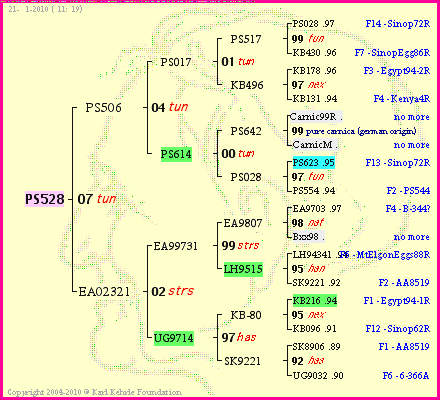 Pedigree of PS528 :
four generations presented