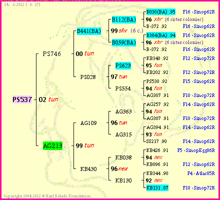 Pedigree of PS537 :
four generations presented